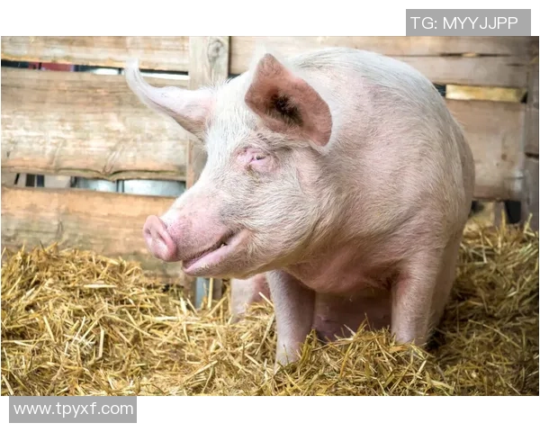 攀岩深度探索：揭秘杭州攀岩队的训练与控制技巧